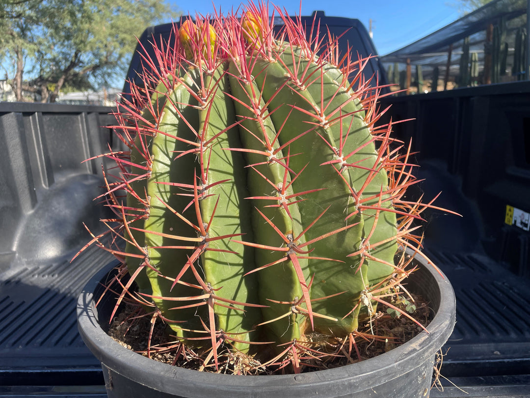 Hotsell Ferocactus Pringlei